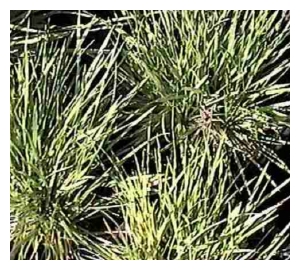 DESCHAMPSIA caespitosa